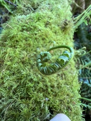 Polypodium glycyrrhiza