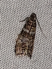 Sciota uvinella