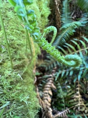 Polypodium glycyrrhiza
