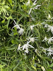 Clematis linearifolia