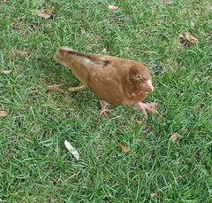 Columba livia domestica