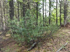 Pinus pumila