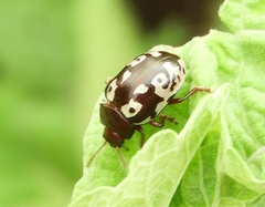 Calligrapha intermedia