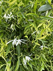 Clematis linearifolia