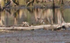 Charadrius vociferus