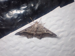 Chiasmia gratularia