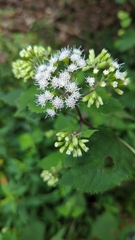 Ageratina