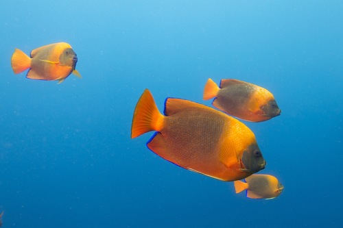 Clarión Angelfish