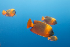 Clarion Angelfish photo 4