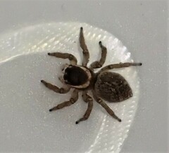 Maratus griseus