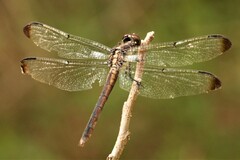 Libellula