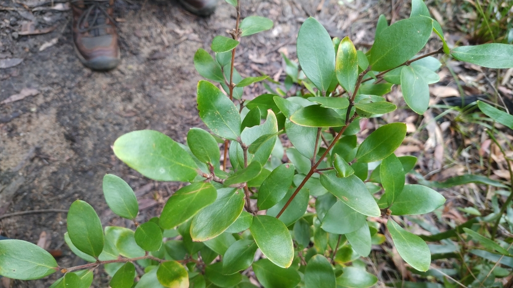 Laurel Geebung from Ulladulla NSW 2539, Australia on September 04, 2022 at 0222 PM by Graham