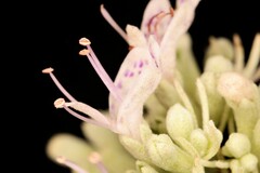 Pycnanthemum albescens