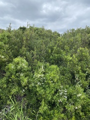 Clematis linearifolia