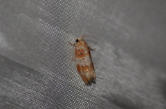 Retinia sabiniana