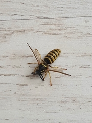 Dolichovespula sylvestris