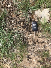 Oryctolagus cuniculus