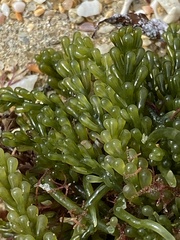 Caulerpa