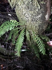 Notogrammitis heterophylla