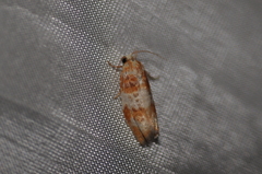 Retinia sabiniana