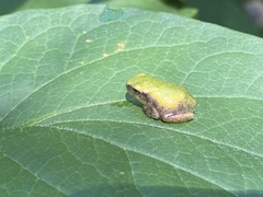 Hyla chrysoscelis