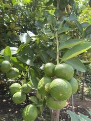 Citrus × aurantiifolia