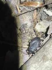 Heteroptera