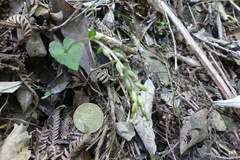 Acianthus sinclairii