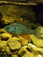 Lepomis humilis