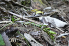 Acianthus sinclairii