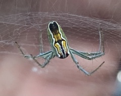 Mecynogea lemniscata