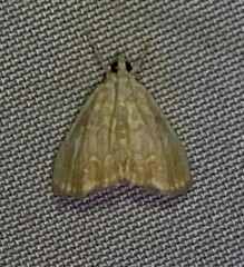 Glaphyria glaphyralis