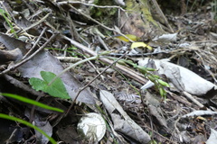 Acianthus sinclairii