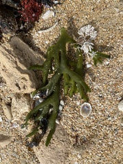 Codium