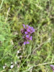 Verbena bonariensis