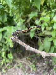 Potamarcha congener