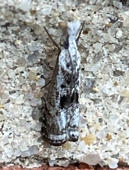 Microcrambus
