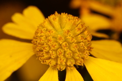 Helenium