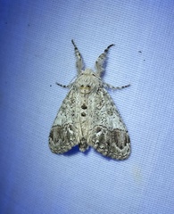 Dasychira meridionalis