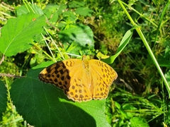 Argynnis paphia