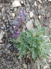 Phacelia sericea