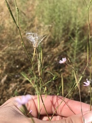 Epilobium brachycarpum