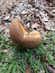 Calvatia craniiformis