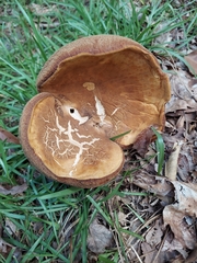 Calvatia craniiformis