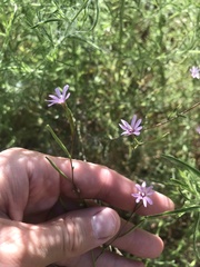 Epilobium brachycarpum