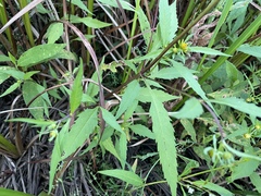 Bidens connata