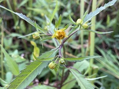 Bidens connata
