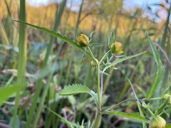 Bidens connata