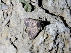 Condica vecors