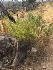 Baccharis pilularis